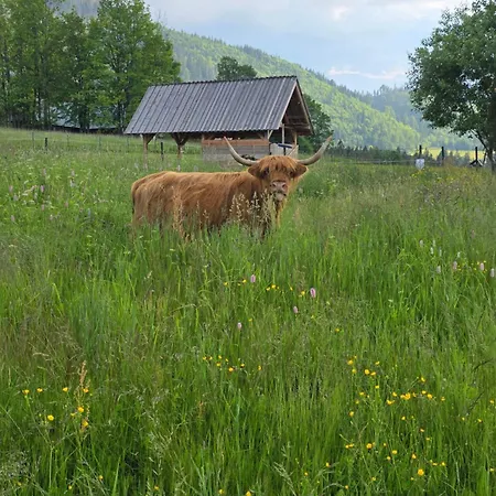 Glamp Siedlisko Косцелиско